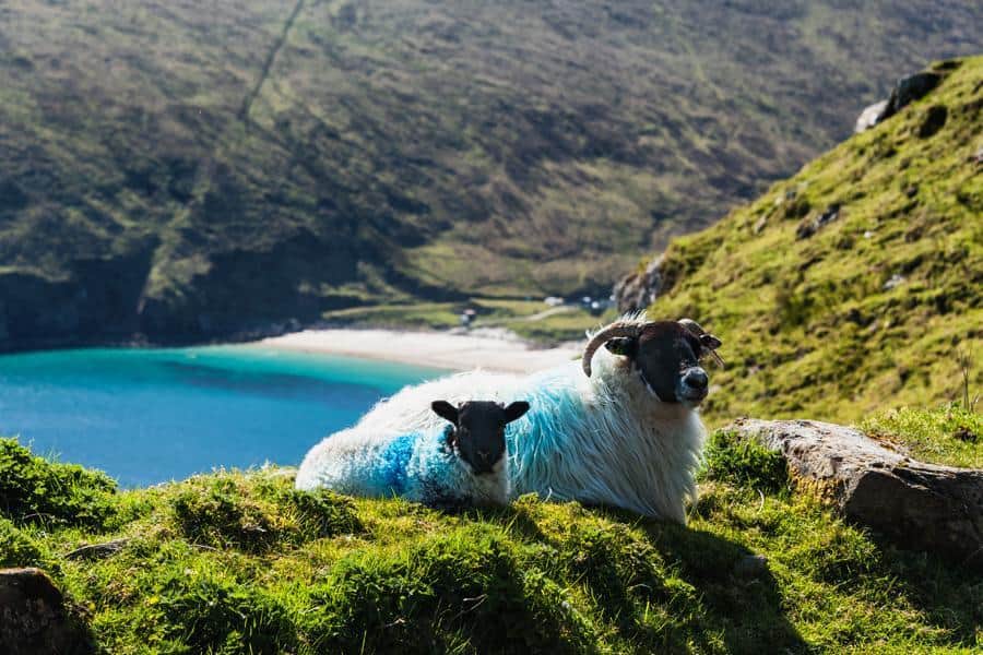 Sheep at Keem Beach