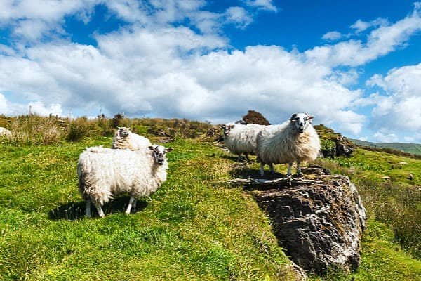 Ring of Kerry Tour