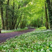 Rinville Park