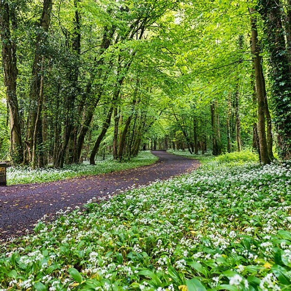 Rinville Park