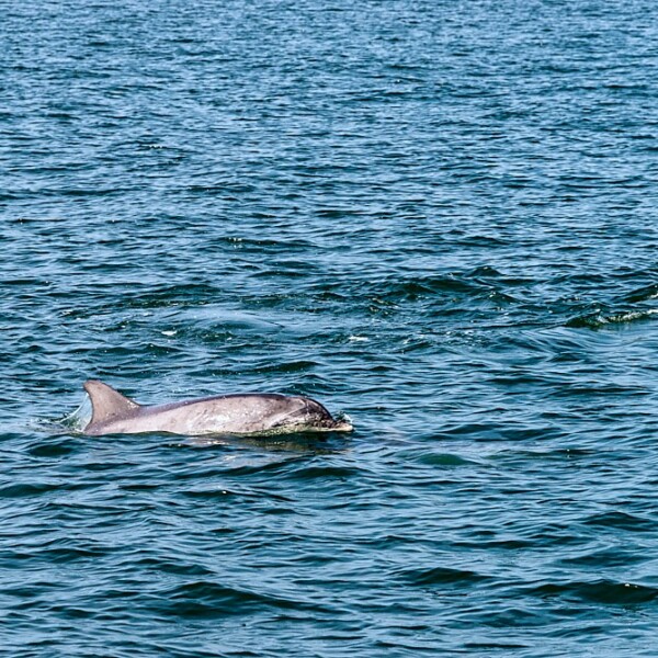 Shannon Dolphins